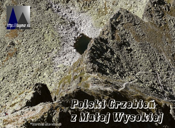 Polski Grzebień z Małej Wysokiej